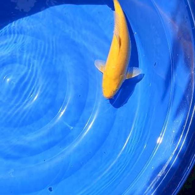 karashi lemon mm 40cm betina