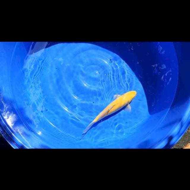 karashi lemon mm 39cm