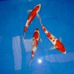 Doitsu Nidan Kohaku 30 cm + Kohaku Sakura 30 cm + Showa 4 steps 28 cm ( Red All) 