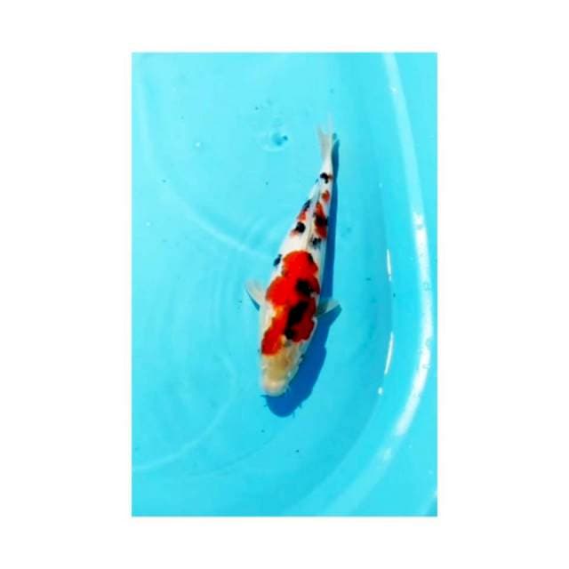 SANKE MILD 38cm