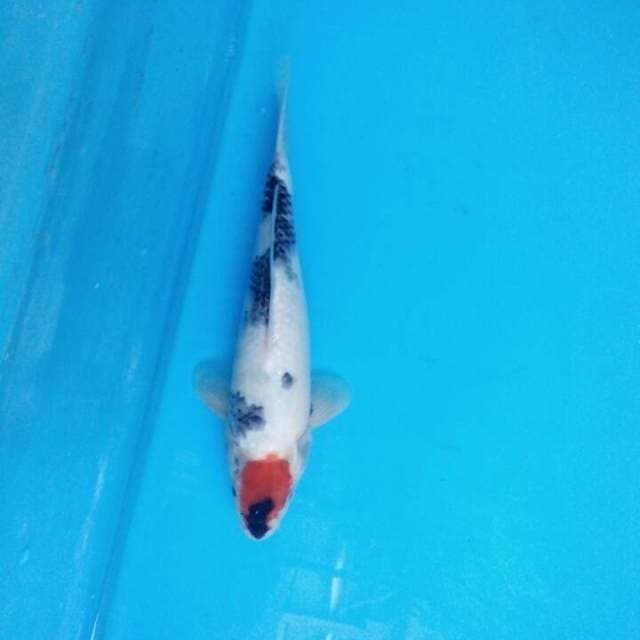 Tancho showa 23cm