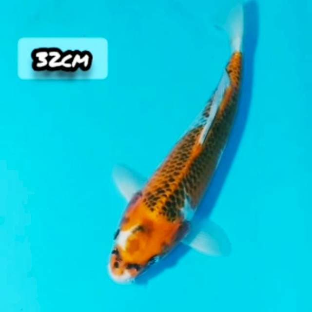 KUJAKU SS 32cm