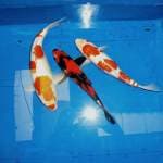 Kohaku Domino 30 cm + Hi Showa 26 cm + Doitsu Kohaku 28 cm