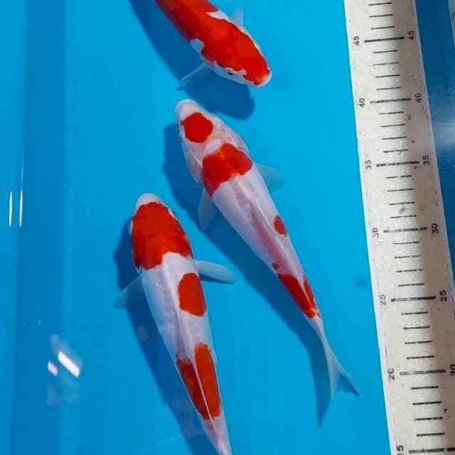 KOHAKU DOITSU 23-25 CM