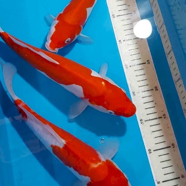 KOHAKU DOITSU 28-32 CM