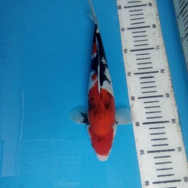Showa 30cm