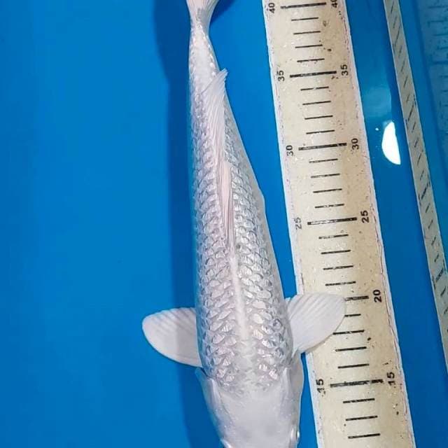 PLATINUM FULL GINDRIN 34 CM