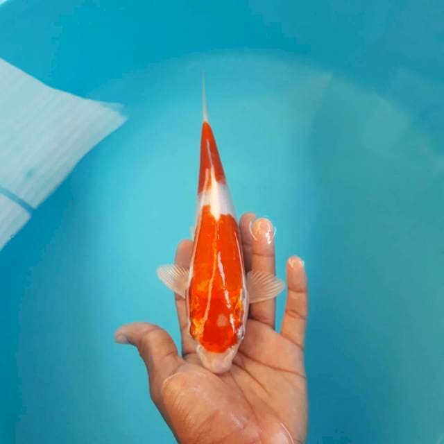 Hikari Merah Putih 25cm