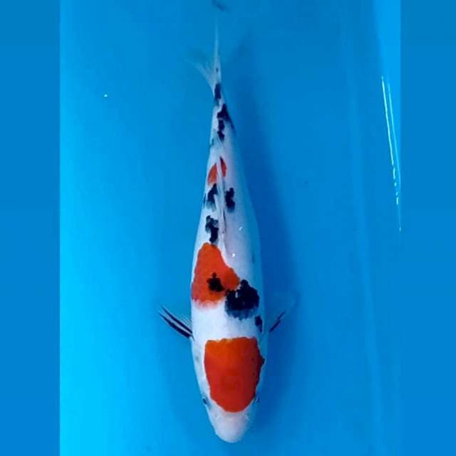 Sanke, 26 cm