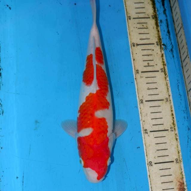 KOHAKU