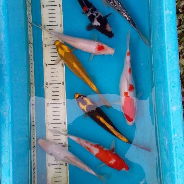 mix rasa-rasa 8ekor (20_23cm)