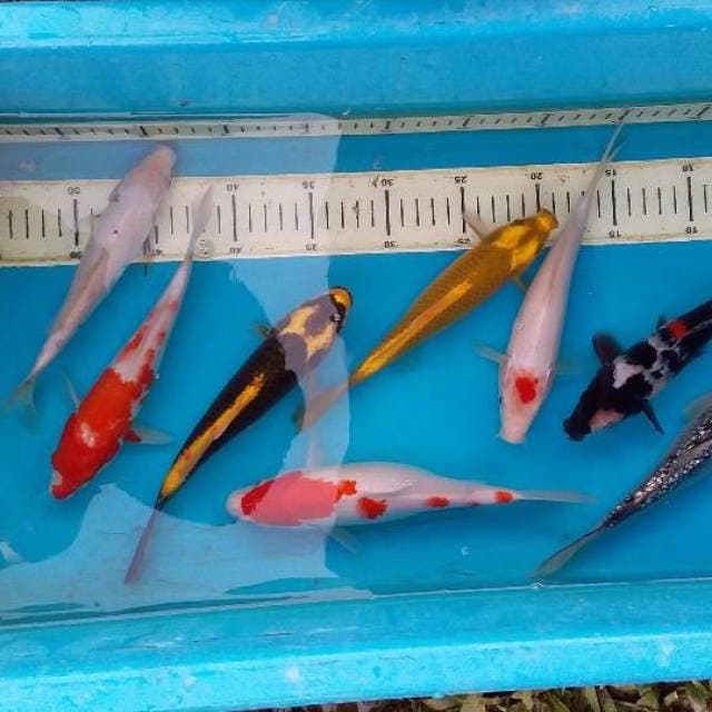 mix rasa-rasa 8ekor (20_23cm)