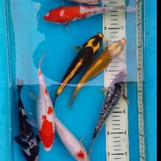 mix rasa-rasa 8ekor (20_23cm)