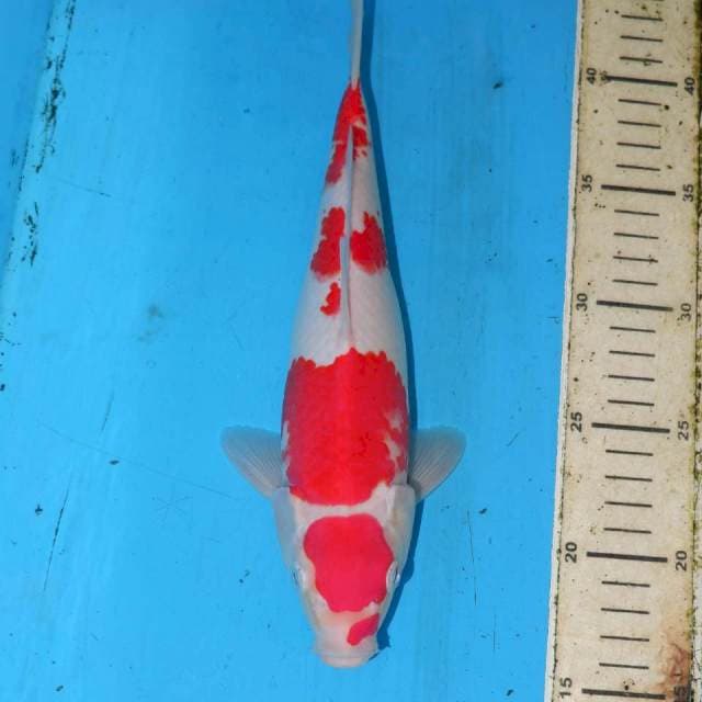 KOHAKU BAGUS