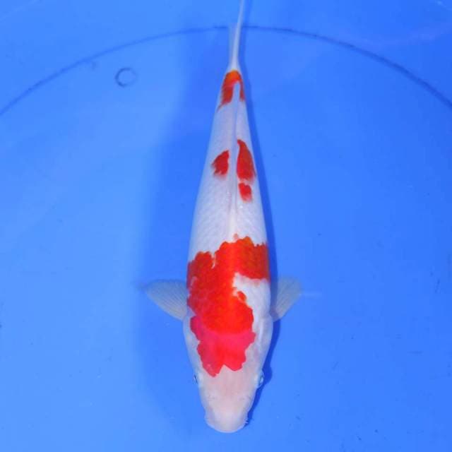 KOHAKU 3 STEP