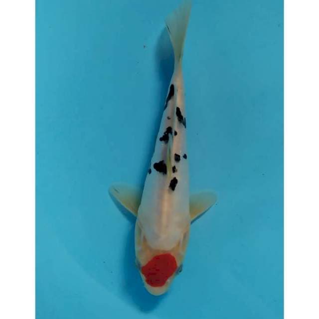 tancho sanke 23 cm 