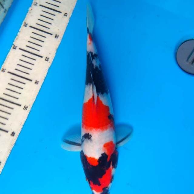 showa 33cm