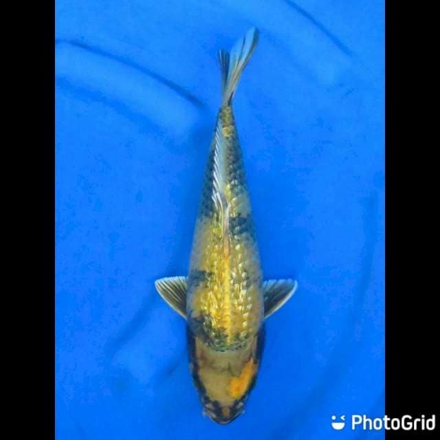 30cm - Kin Ki Utsuri Ginrin