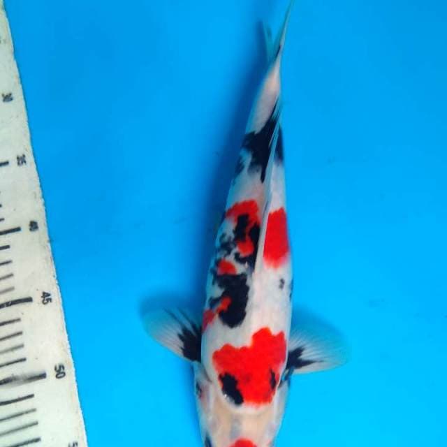 showa 32cm