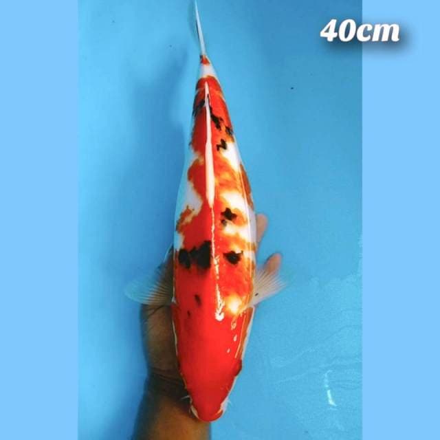 SANKE 40cm