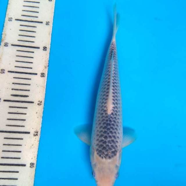 asagi 31cm