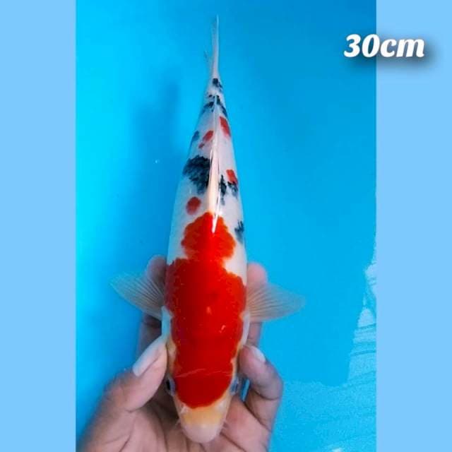 Grend sanke 30cm