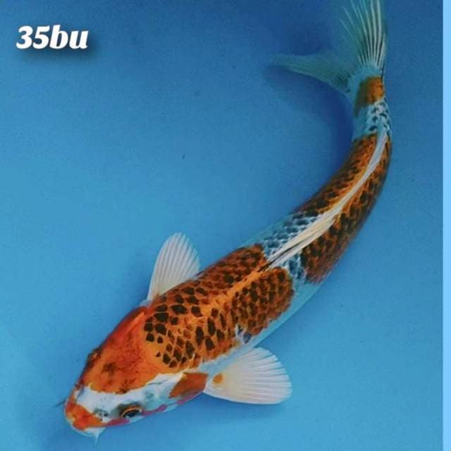 Grand kojaku 35bu