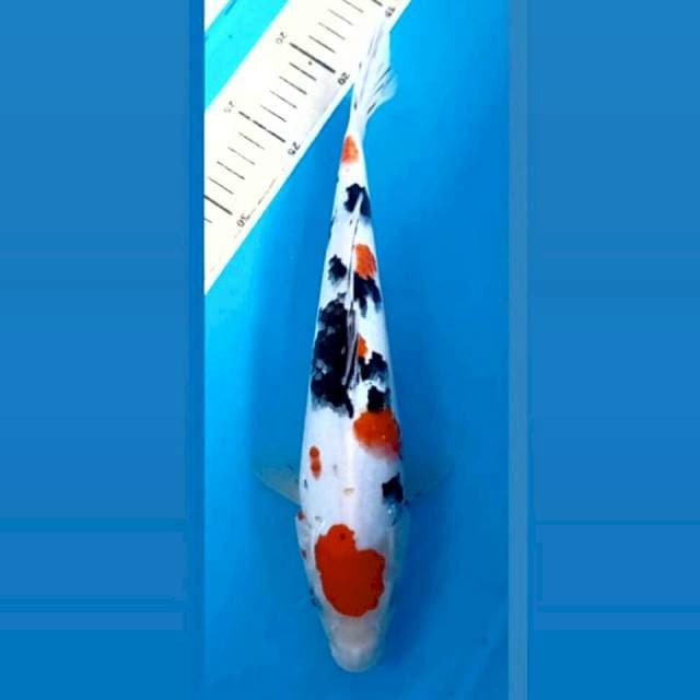 Sanke, 30 cm