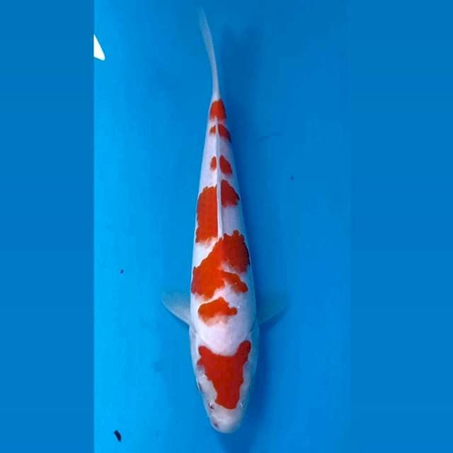 Kohaku, 25 cm