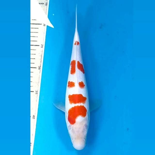 Kohaku, 27 cm