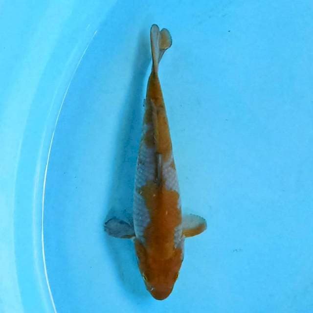 Ochiba 17 cm