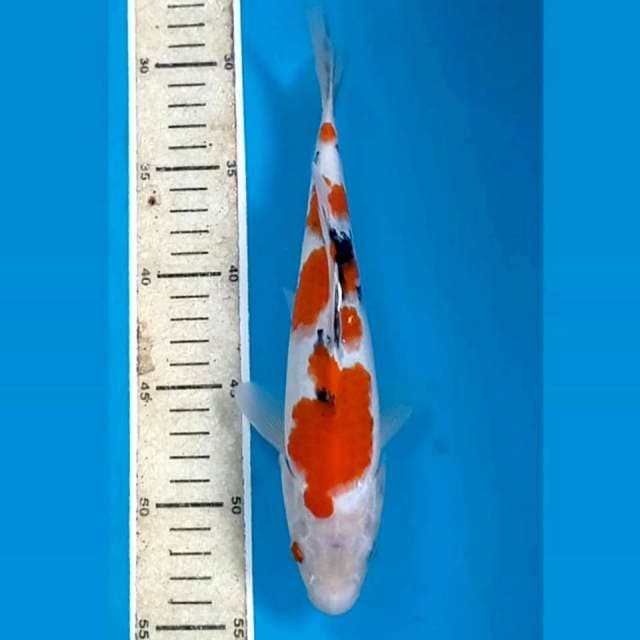 Sanke, 24 cm