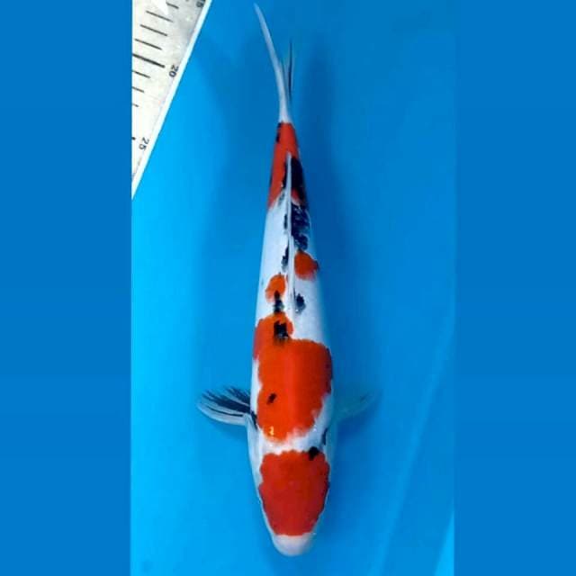 Sanke, 30 cm