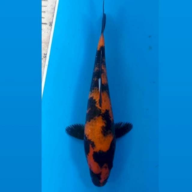 Hi utsuri, 24 cm