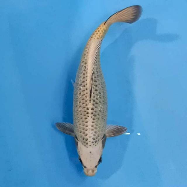 Mukasi 37 cm