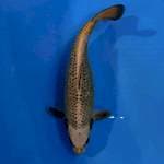 Mukasi 37 cm
