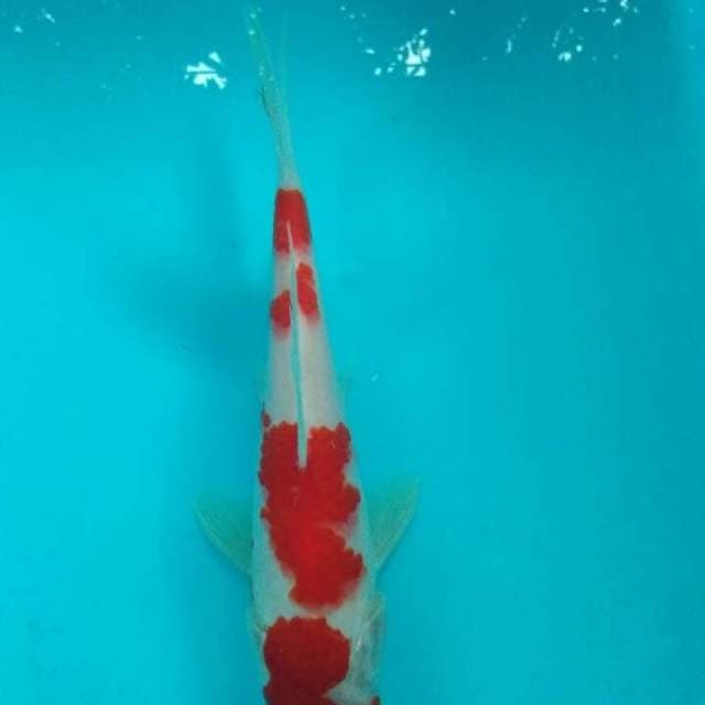 Kohaku