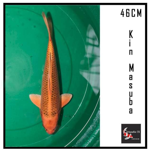 Kin matsuba HQ 46CM