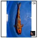 BENI GINGGA 37CM