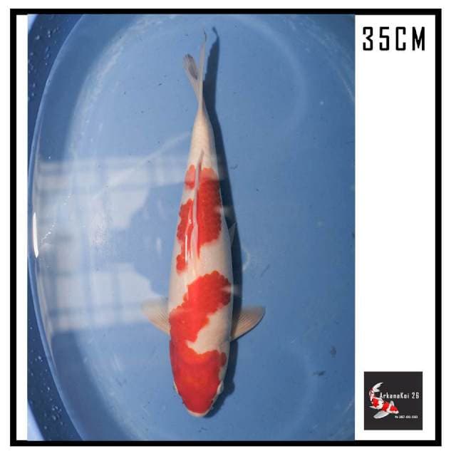 Kohaku HQ 35CM
