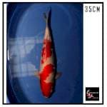 Kohaku HQ 35CM