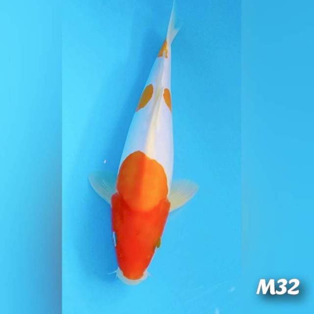 Kohaku doidsu M32