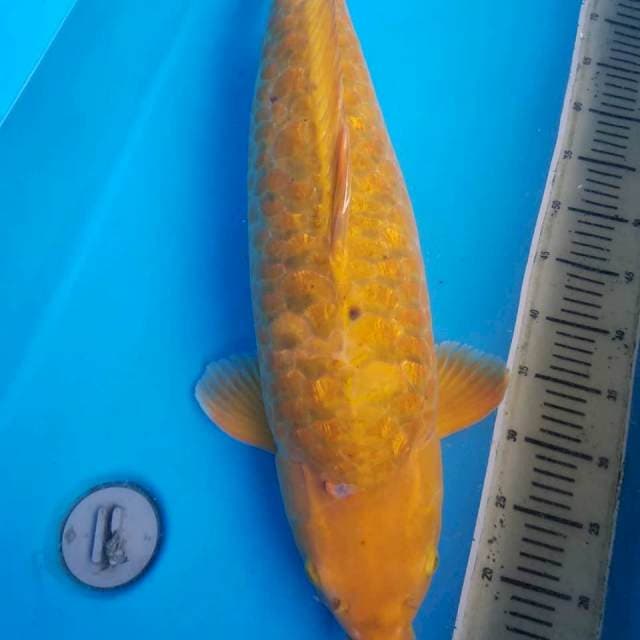 Chagoi lemon sisik naga jumbo