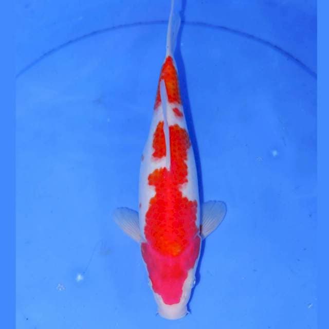 KOHAKU