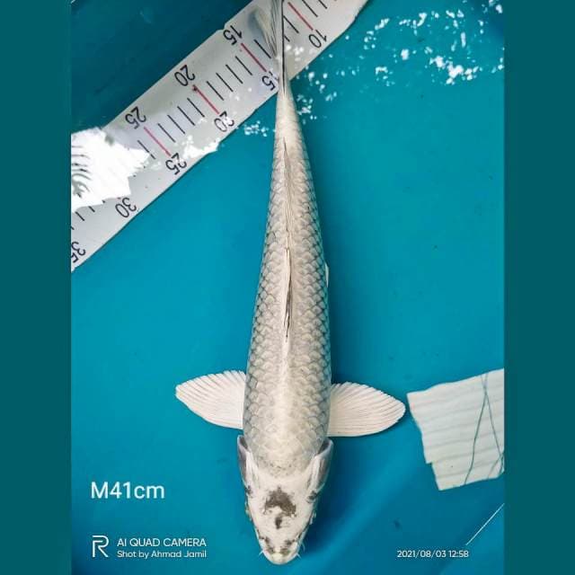 Mukashi Jumbo 41cm Jantan