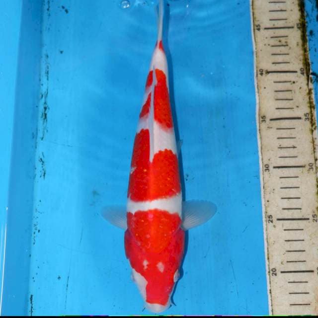 30cm KUHAKU