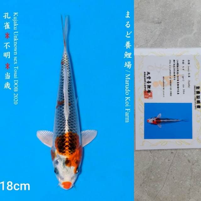Marudo Kujaku 18cm Certi