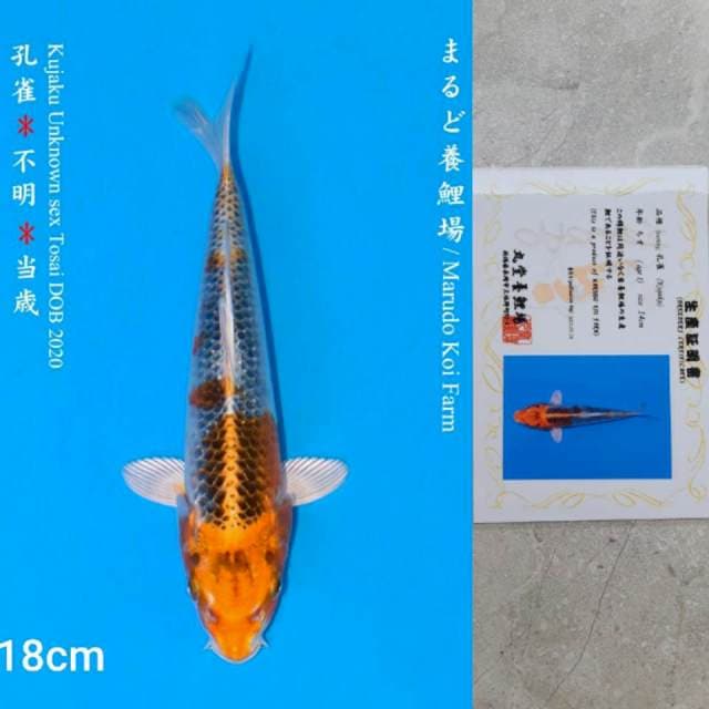 Marudo Kujaku 18cm Certi