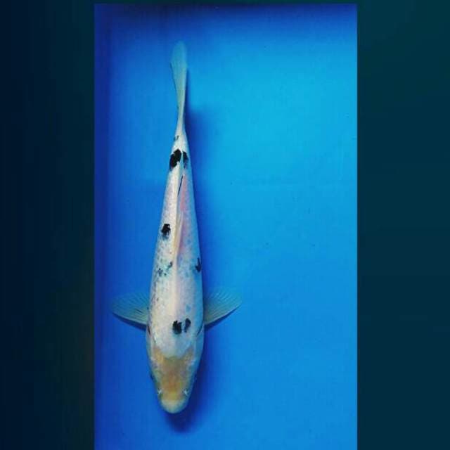 Bekko 25cm female