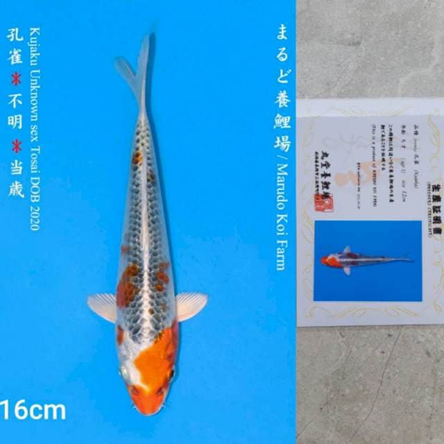 Marudo Kujaku 16cm Certi
